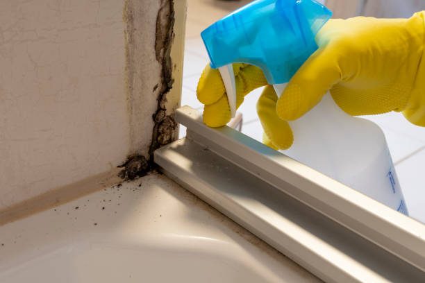 Best Certified Mold Removal  in Haverford College, PA