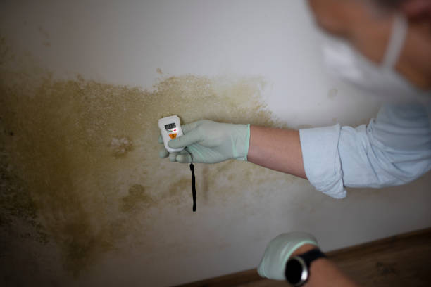 Best Crawl Space Mold Removal  in Haverford College, PA