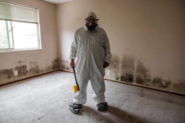 Certified Mold Removal in Haverford College, PA